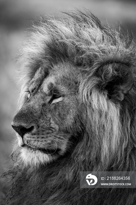 Mono close-up of head of male lion