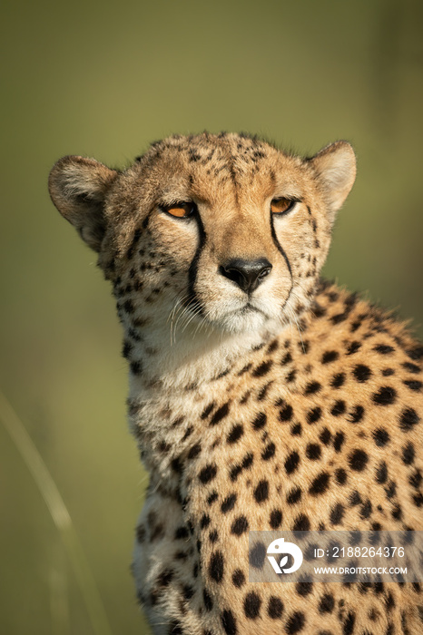 Close-up of cheetah sitting with head turned