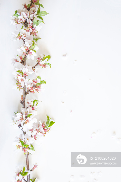 Beautiful sakura twig with blossom on a white background. Copy space, vertical picture