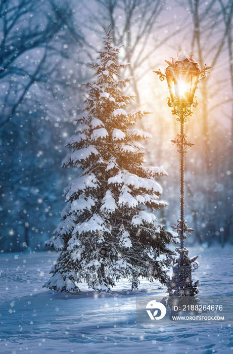 Christmas tree. Natural tree in a night winter landscape with snow and light flare