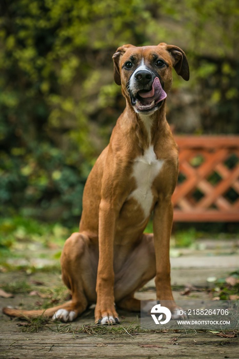 Portrait of a cute mixed breed brown female dog with white chest sitting on a stone path in a garden licking herself, blurry green bush and wooden fence in background, vertical image