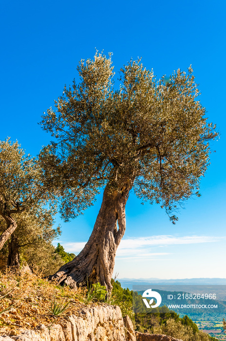 Alter Olivenbaum auf Mallorca