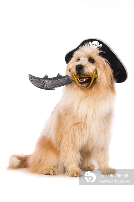 Adult elo dog as a pirate on white background