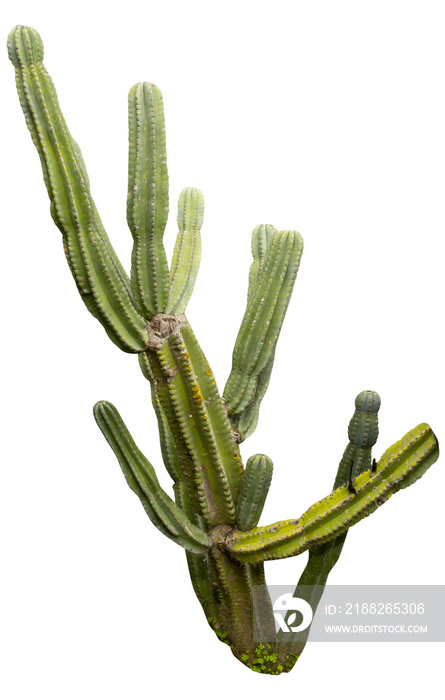 Isolated cutout PNG of a cactus on a transparent background