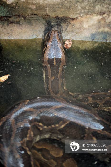 big python in water vertical photo