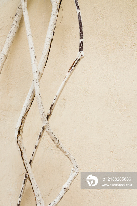 Beige wall texture background with tree branches. Minimalist and natural concept.