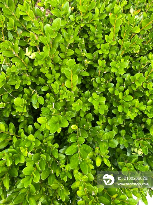 Closeup of Boxwood hedge