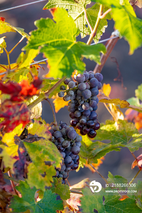 Late autumn grapes harvest