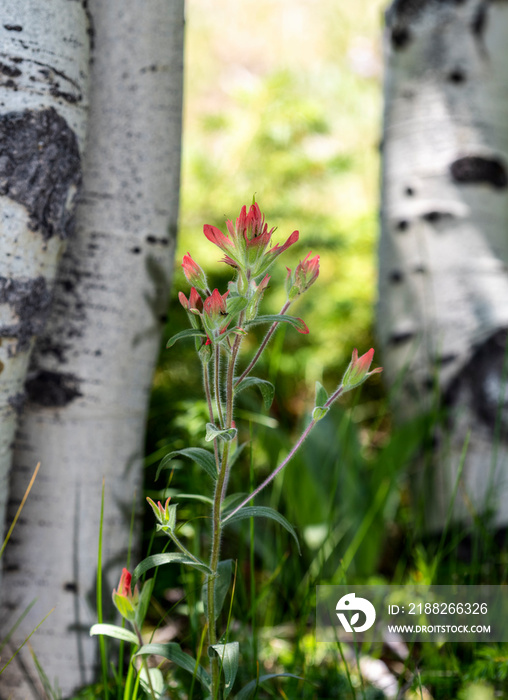 Scarlet Indian Paintbrush Wildflowers in Aspen Meadow in the Colorado High Country