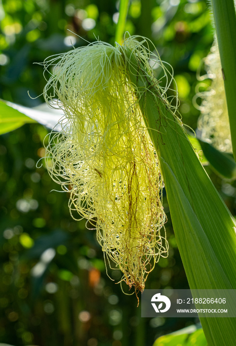 Cornsilk Glow