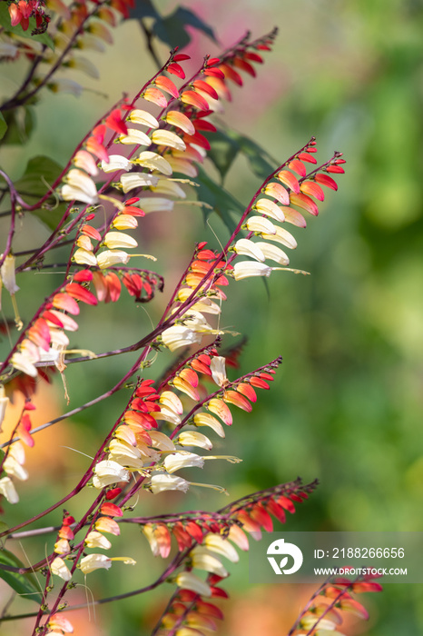 Close up of fire vine (ipomoea lobata) flowers