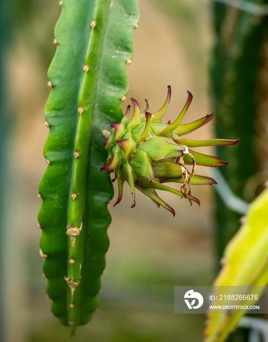 close-up view of dragon fruit in the garden