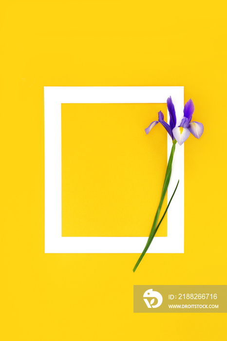 In memorium RIP floral background. Iris purple flower on white frame on yellow. Funeral invitation obituary minimal composition, memorial card, condolence, sorrow concept.