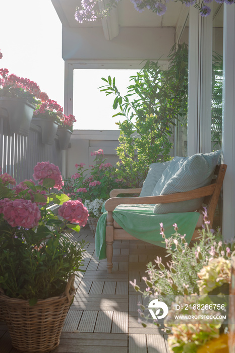 Balcony plants, beautiful different colored flowers, Hydrangea, dhalia, Transvaal daisy