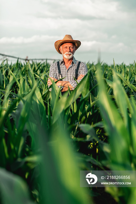 Grey haired beard senior agronomist posing in corn field.