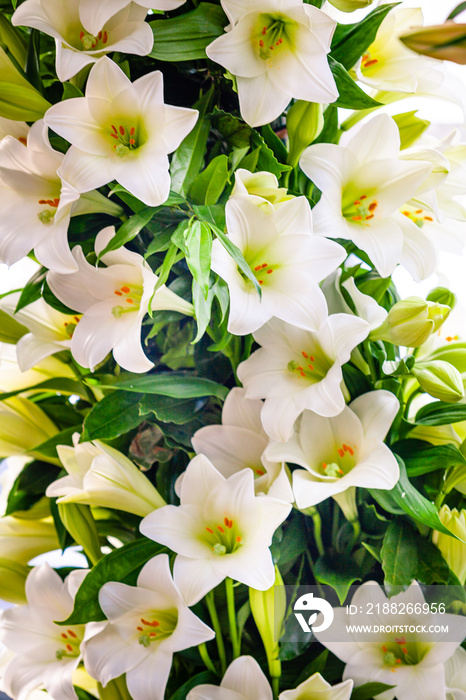 Bouquet of white lilies. Beautiful white lilies