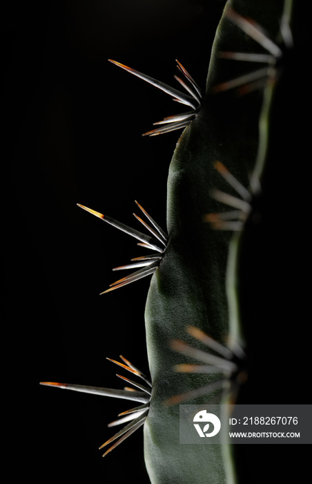 Green cactus on black background. Macro.