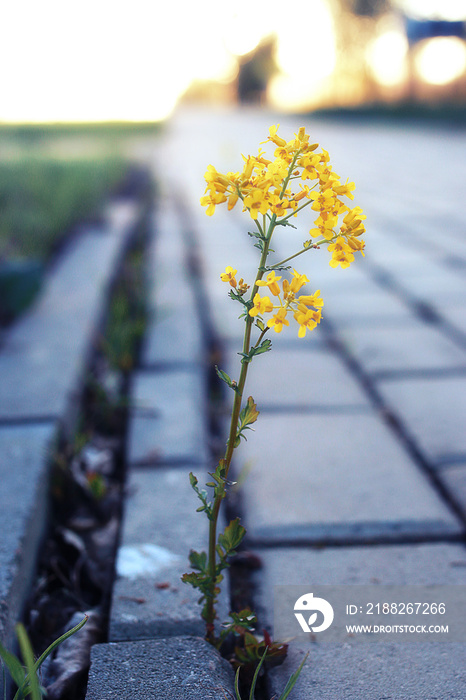 small flower growing through the paving stone at sunset