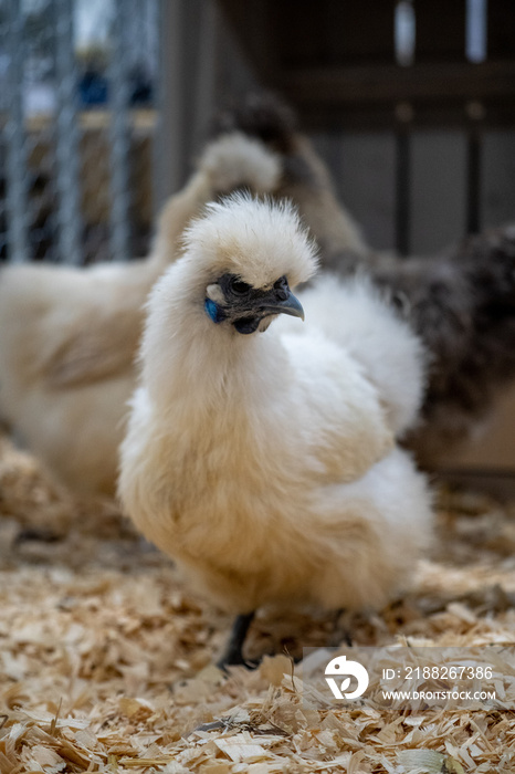 Silkie chicken (zijdehoen (nl) or Chinese silk chicken) with a beautifull plumage and feather, showing his blue skin unique for this free range chicken hen. They have unique blue ears