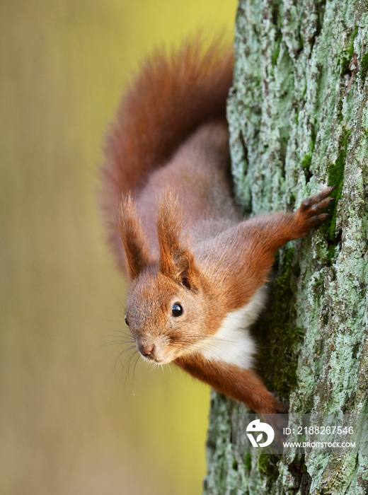 Red Squirrel (Sciurus vulgaris)