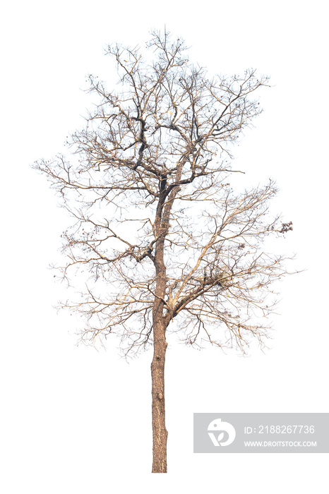 Dead tree isolated on white background