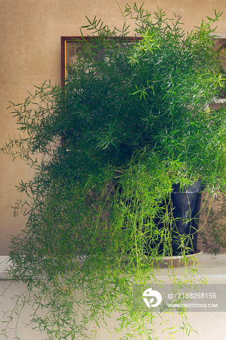 Asparagus Fern Plant. Close up of Asparagus Densiflorus in Flowerpot. Vintage background, texture, Indoor