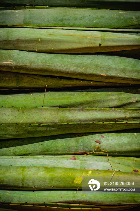 Photograph of henequen leaves stacked