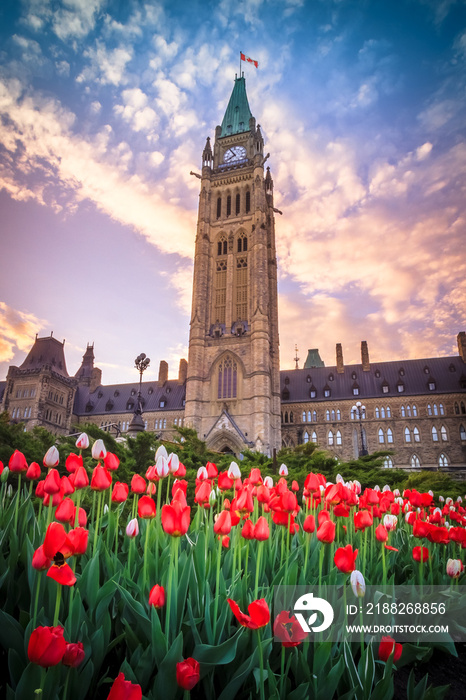 View of Canada Parliament building in Ottawa during tulip festival