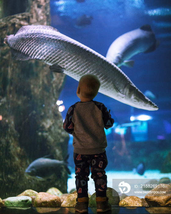 A boy looks at a large fish in an aquarium. Seaquarium.