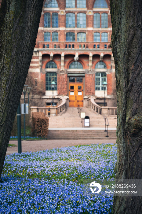 Grass lawn filled with blue flowers in spring in front of the old historic university library in Lund Sweden