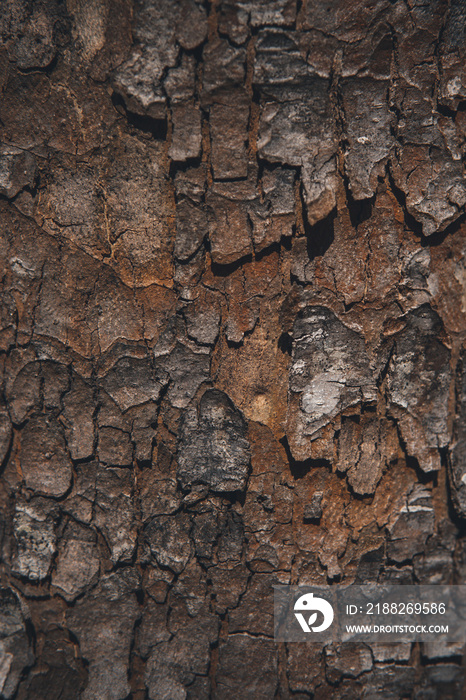 bark of a tree