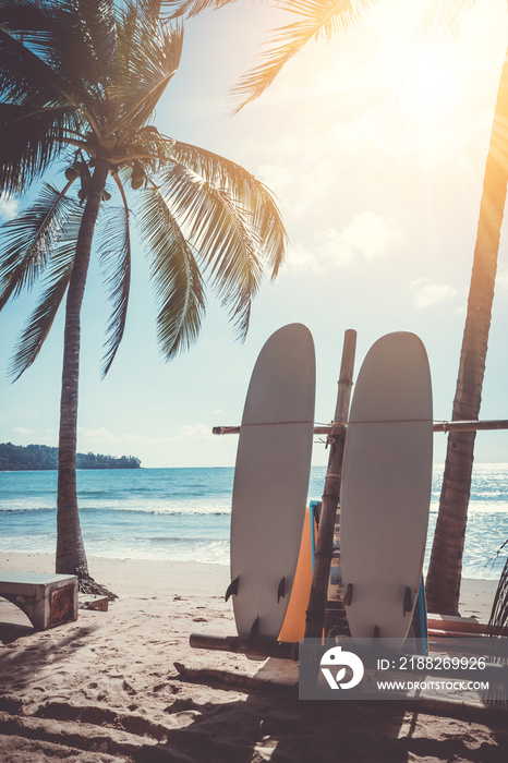 Surfboards beside coconut trees at summer beach.