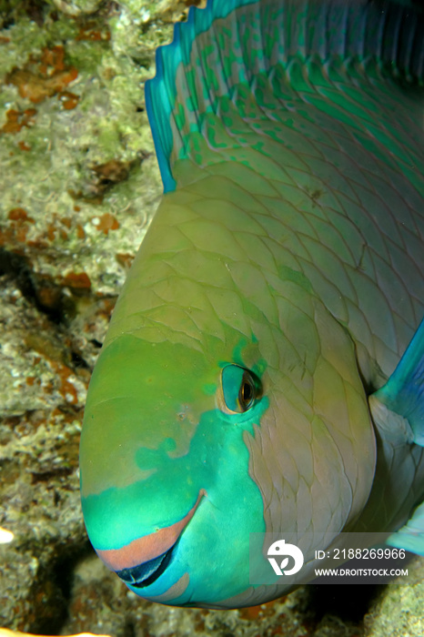 Rusty parrotfish (Scarus ferrugineus)