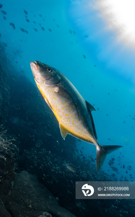 Big silver tuna swimming on the blue ocean