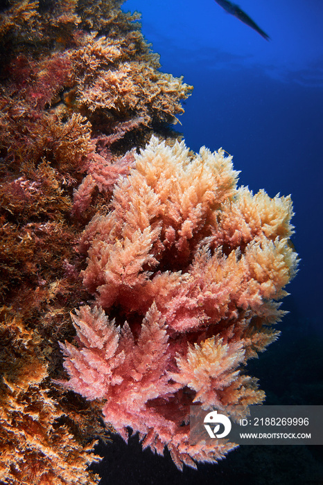 In just a few years the invasive algae Asparagopsis armata has colonized the southern coast of Spain