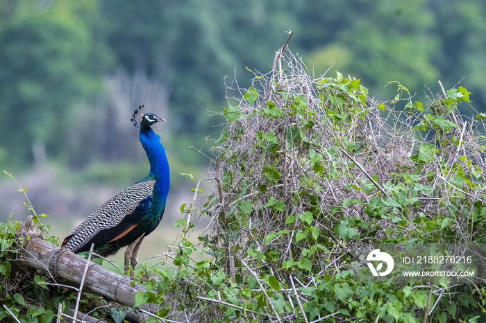 A beautiful male peacock displaying its beautiful feathers to attract female for mating