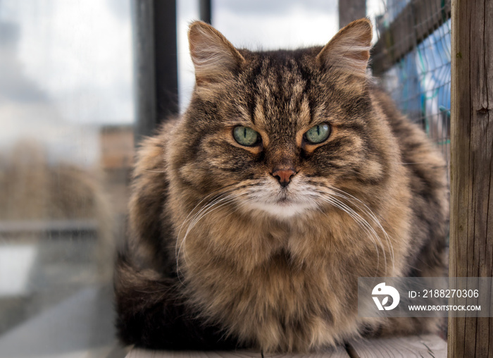 Cat in catio / outdoor cat enclosure on rooftop patio. Full body portrait of a female long haired domestic tabby cat. Beautiful green eyes and long whiskers. Privacy glass fence and mesh enclosure.