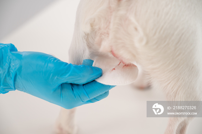 Menstruation in a dog. Close-up veterinarian wipes blood from genitals of jack russell terrier bitches with a cotton pad.