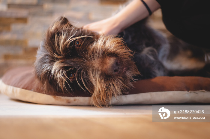 Young woman gossiping tired Czech mustache behind ear. Bohemian Wire-haired Pointing Griffon enters the realm of dreams. Expression of tired hunting dog. Portrait of animal in Set Sail Champagne tones