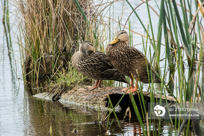 Male and female Florida Mottled Ducks (Anas fulvigula) on log