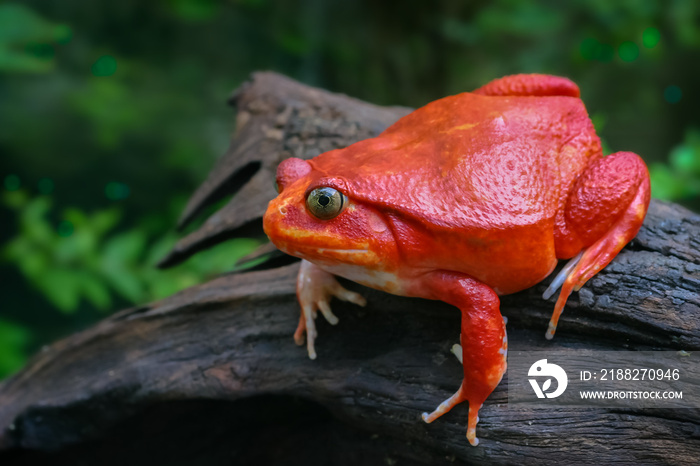 Beautiful big frog with red skin like a tomato, Adult female Tomato frog from Madagascar climb up brown dry wood in green natural background, selective focus