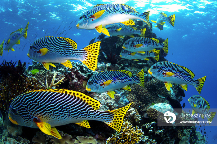 black strips and dots yellowfin Fish swimming around coral reef, photo taken underwater at the Great Barrier Reef, Cairns, Queensland Australia