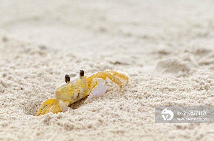 Close-up of a ghost crab leaving its burrow on the beach