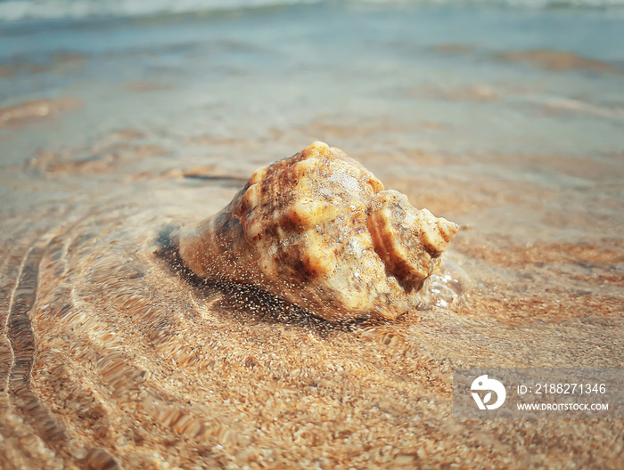 Large whelk shell washed by sea waves. Summer vacation background