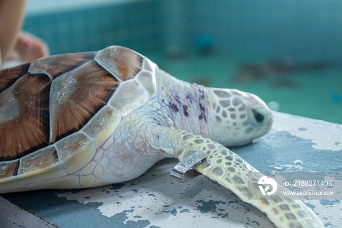 Sea Turtle Rescue And Rehabilitation Center