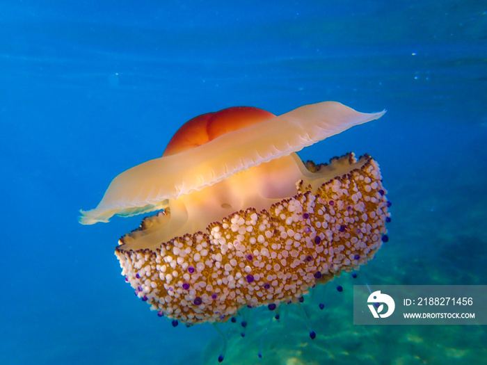 fried egg jellyfish (Cotylorhiza tuberculata) . A beautiful jellyfish swims in the Mediterranean Sea . Jellyfish dancing in the dark blue sea water.