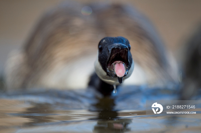 Canada Goose Tongue