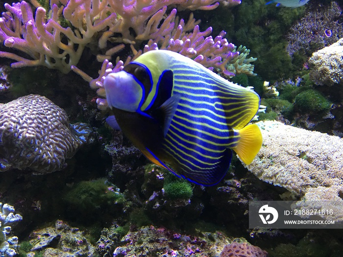 Emperor angelfish (Pomacanthus imperator) on background of the reef