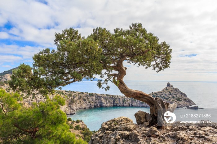 juniper tree on rock in Crimea