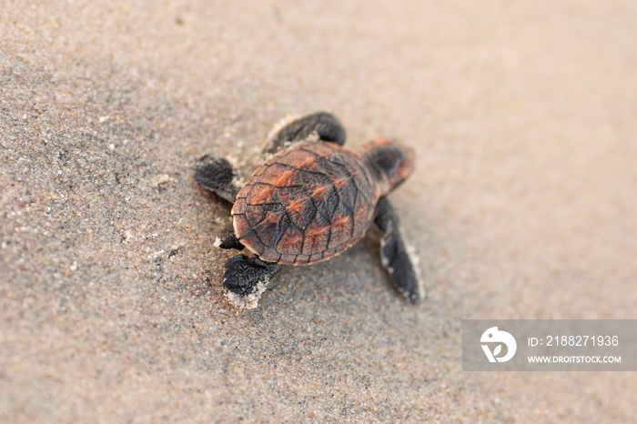 Newborn sea turtle in the sand on the beach walking to the sea after leaving the nest